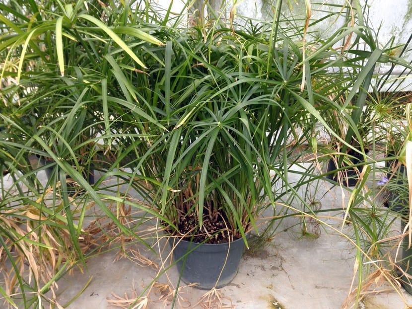Cañas de Cyperus alternifolius rematadas por su verticilo de brácteas