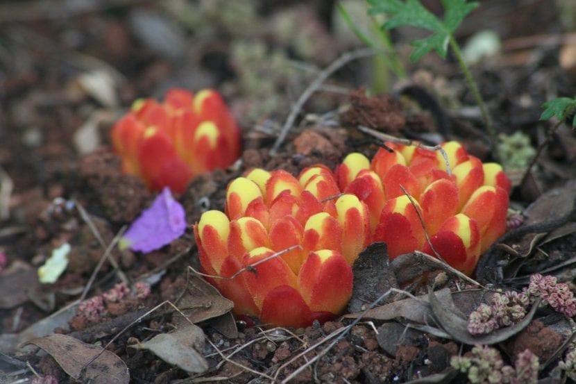 Inflorescencia de Cytinus hypocistis al pie de una jara