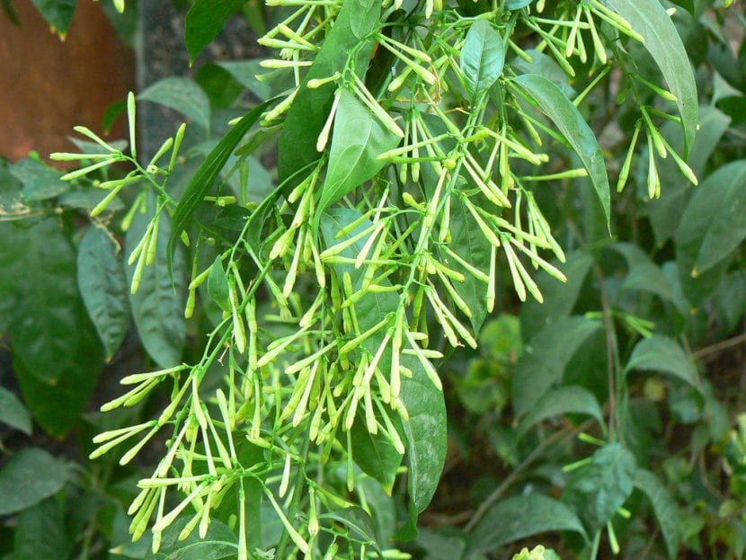 Flores tubulares de Cestrum nocturnum o dama de noche
