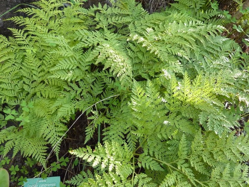 Davallia canariensis con sus rizomas escamosos y frondes triangulares