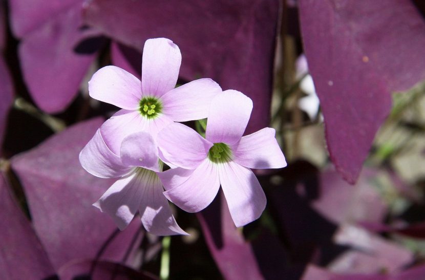 Flores blanco rosadas del trebol morado