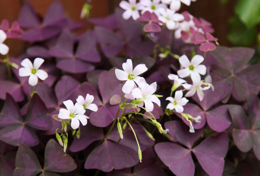 Hojas triangulares purpuras de Oxalis triangularis