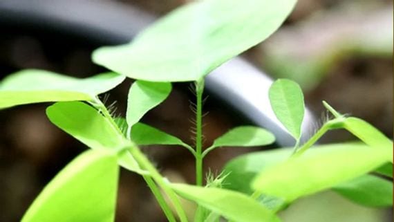 Planta telegrafo Codariocalyx motorius con sus foliolos laterales