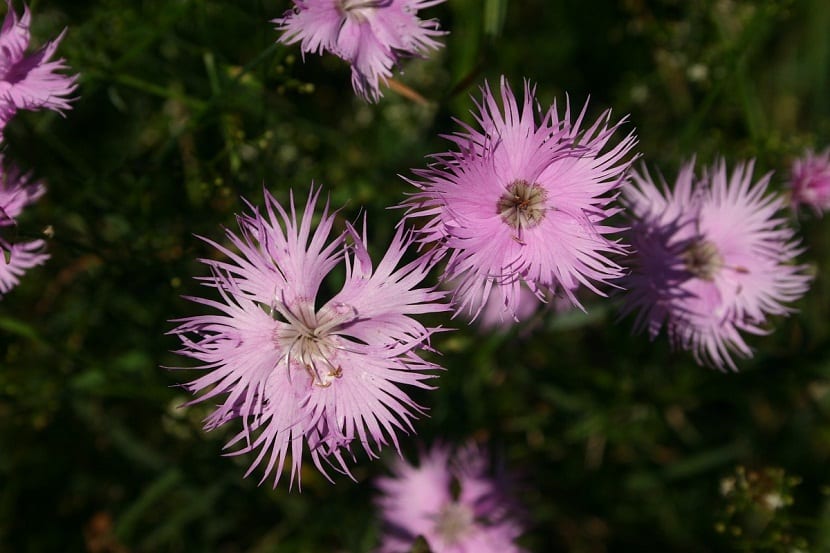 Clavelina de hoja de hisopo en flor