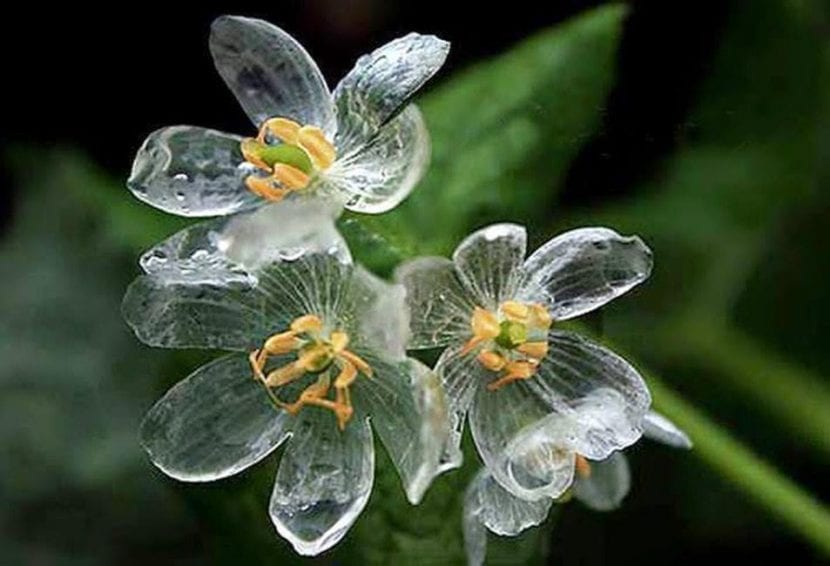 Flor de Diphylleia grayi con los pétalos translúcidos por la lluvia