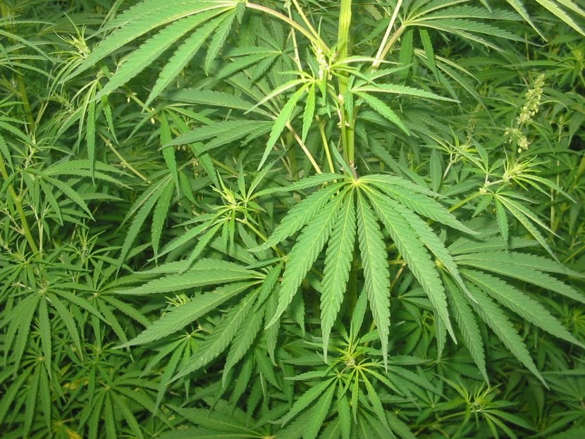 Hojas palmeadas características del cannabis