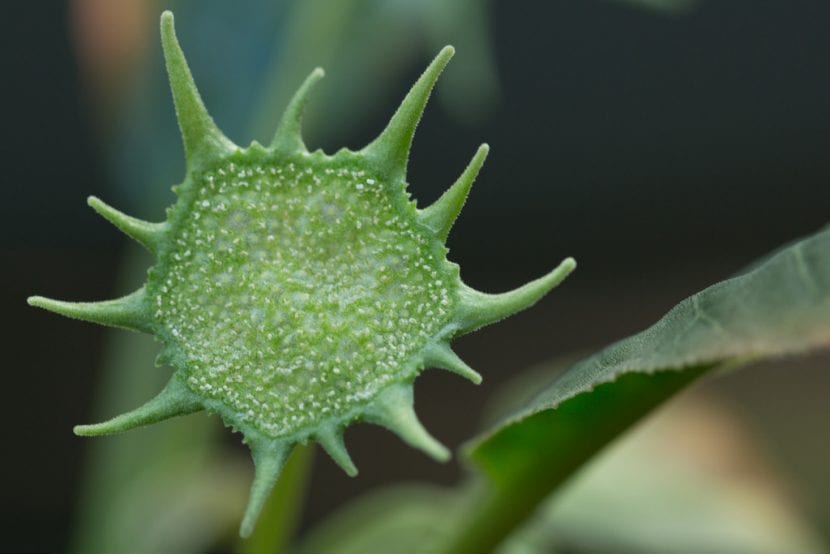 Hipantodio de Dorstenia foetida, receptáculo plano con las flores incrustadas
