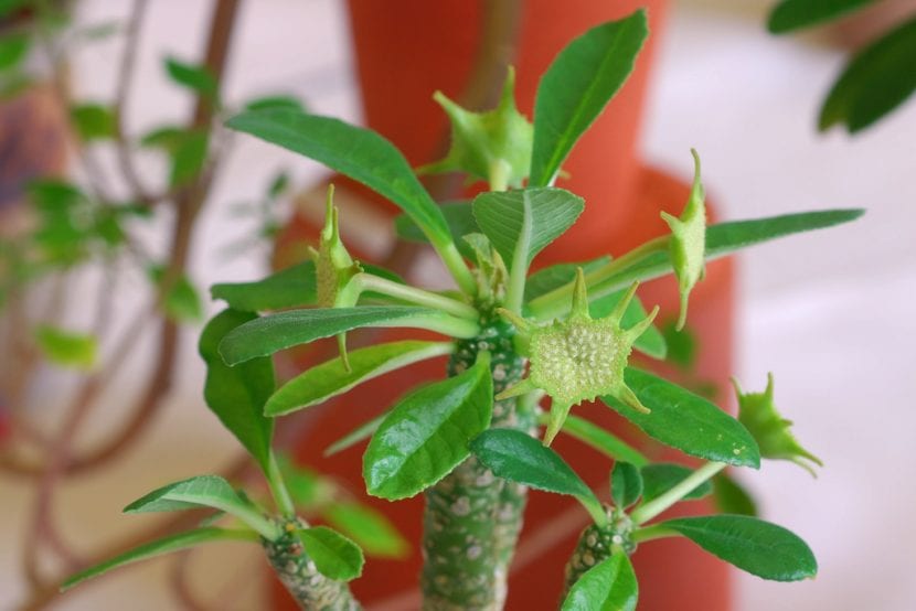Ejemplar de Dorstenia foetida con caudex y penacho de hojas