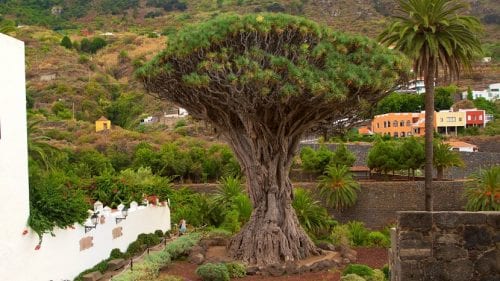 Drago adulto con la copa ramificada en un jardín