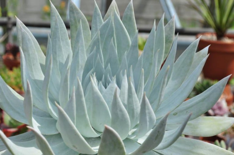 Roseta de Dudleya brittonii cubierta de pruina blanca
