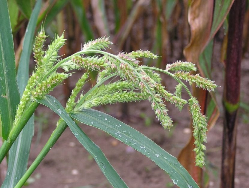 Mata de Echinochloa crus-galli con sus panículas espigadas
