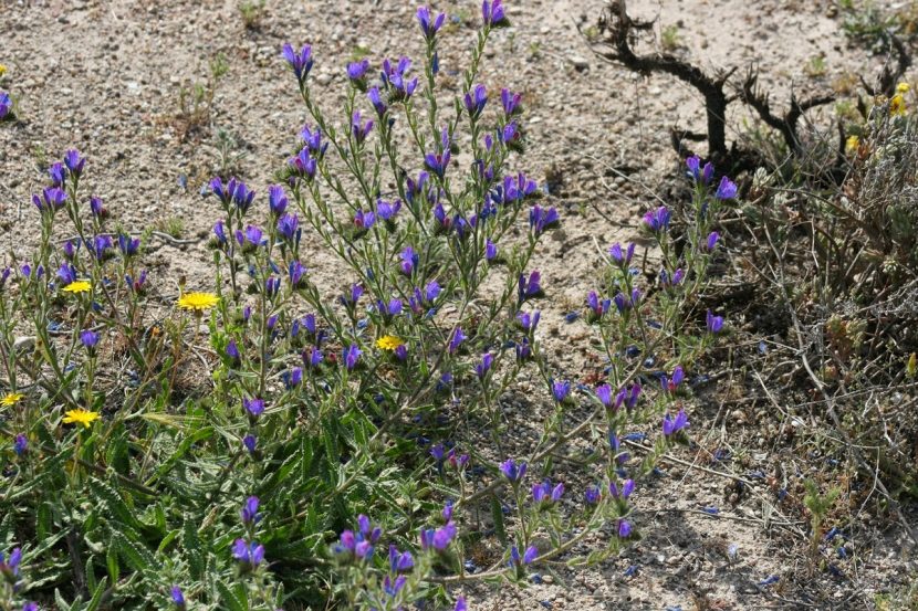 Matorral con viboreras en flor sobre suelo seco y pedregoso