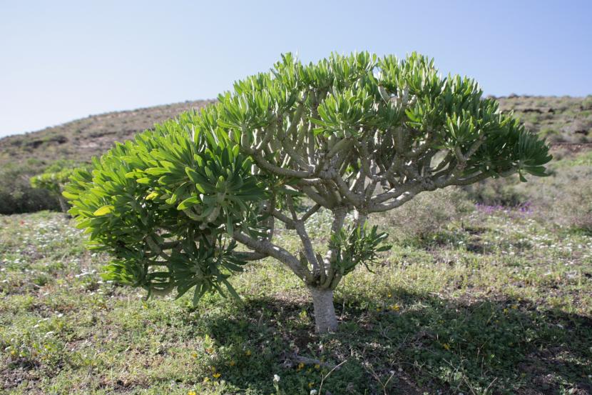 Verode, Kleinia neriifolia, con sus tallos grises