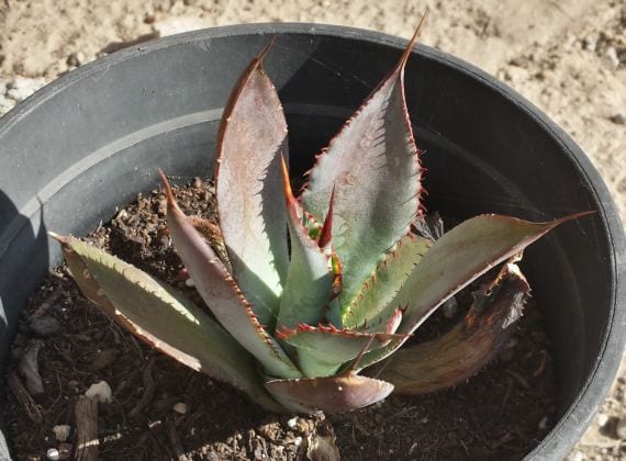 Roseta de agave con hojas carnosas y espina terminal
