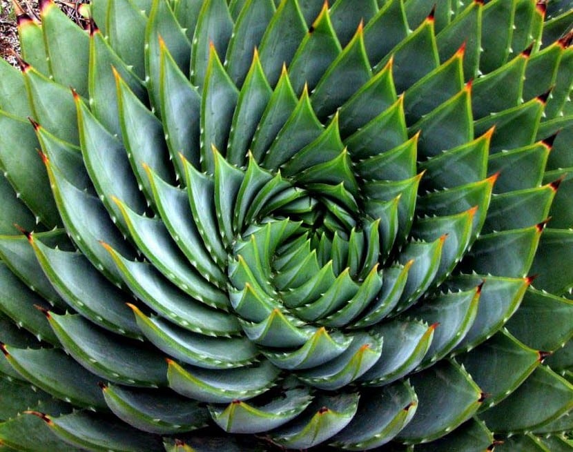Aloe polyphylla con sus hojas dispuestas en espiral