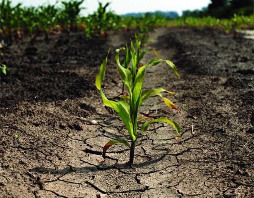 Estrés en las plantas y bioestimulantes de aminoácidos