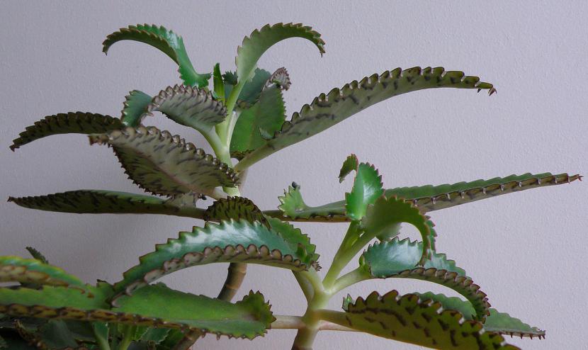 Kalanchoe daigremontiana con plántulas en el borde de las hojas