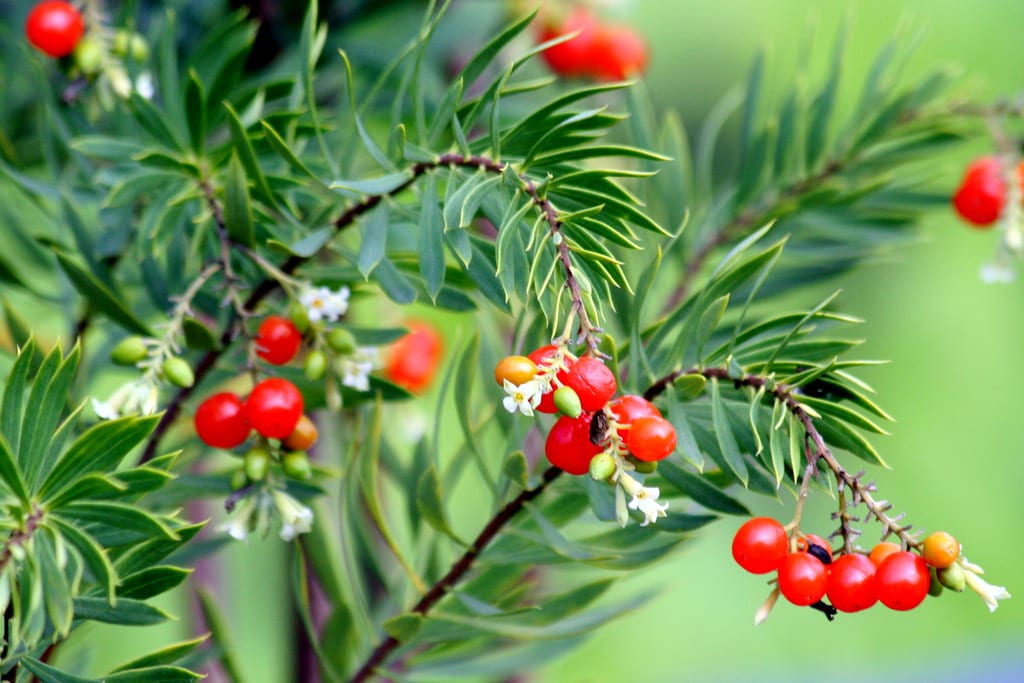 Frutos rojos del torvisco