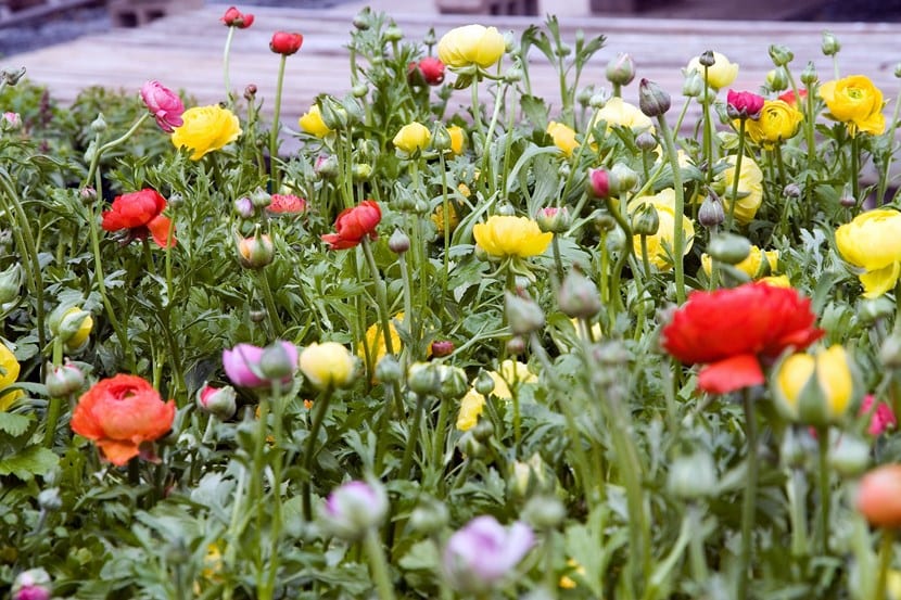 Ranúnculo: plantar las garras bien y cuidar la floración