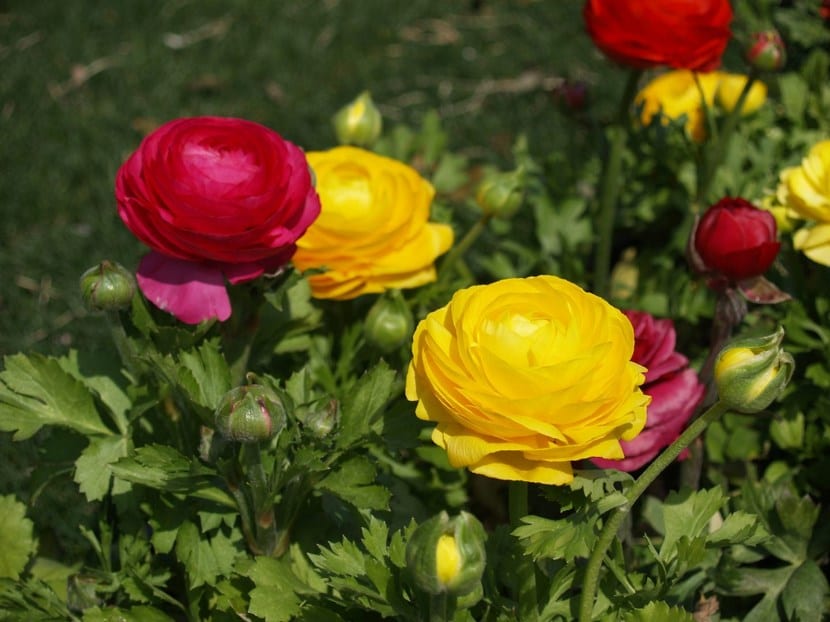 Ranúnculos de varios colores en flor