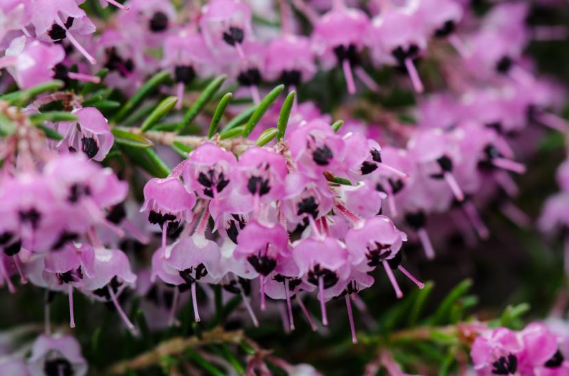 Erica: brezos de sol, pero acidófilos y exigentes