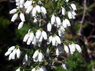 Ejemplar de brezo blanco, Erica arborea, en flor