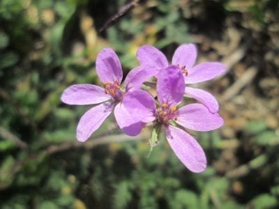 Erodium cicutarium con flores rosadas y hojas divididas