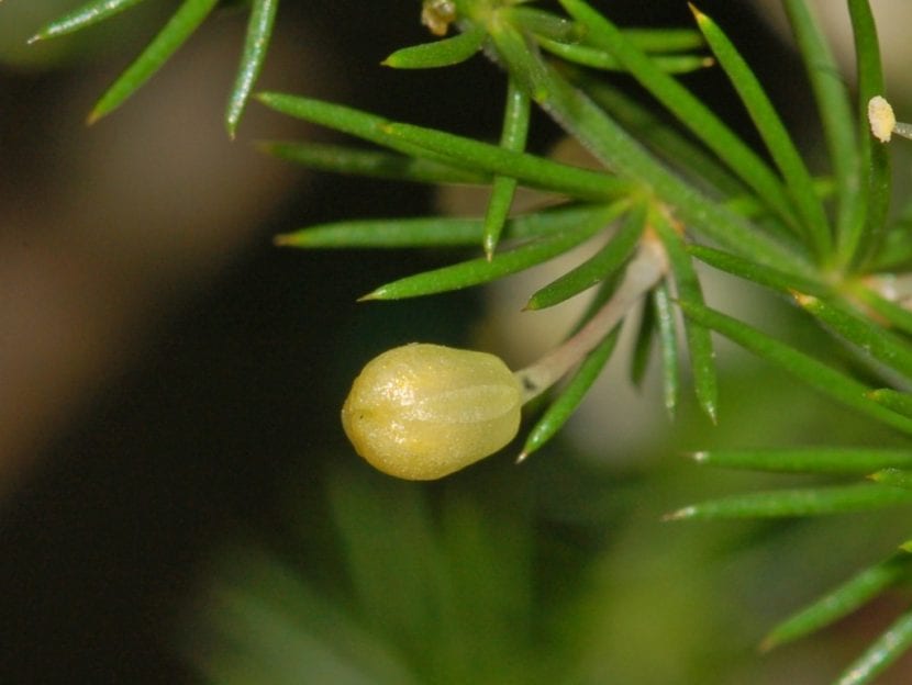 Mata de Asparagus acutifolius con sus cladodios punzantes