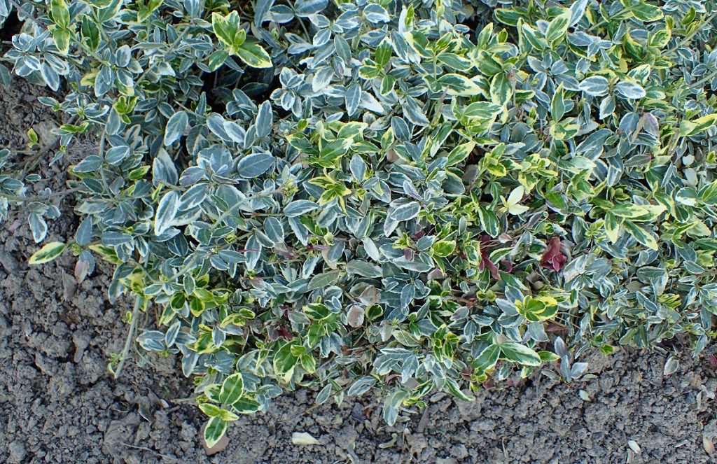 Hojas variegadas verdes y amarillas de Euonymus fortunei