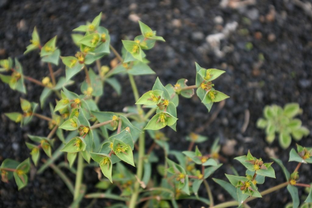 Euphorbia segetalis: identificación y manejo