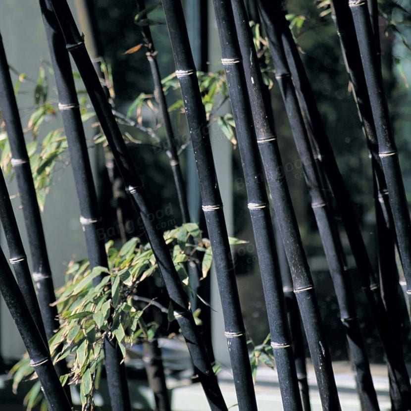 Bambú negro en el jardín: diseño, pantalla y luz