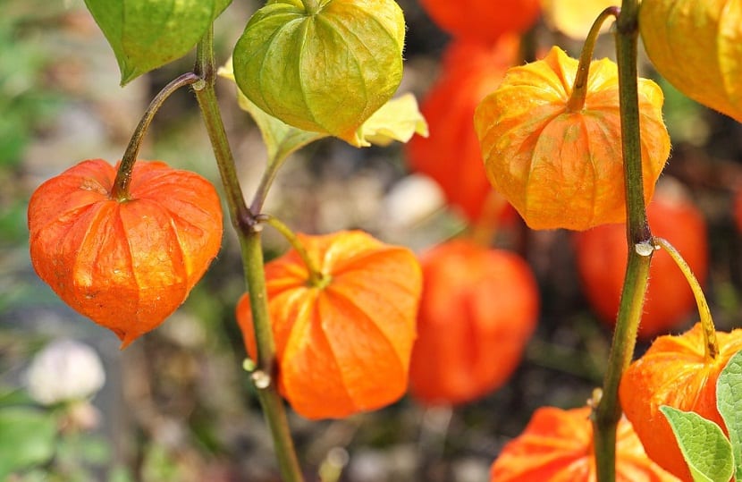 Fisalis (Physalis): qué se come y cómo se cultiva