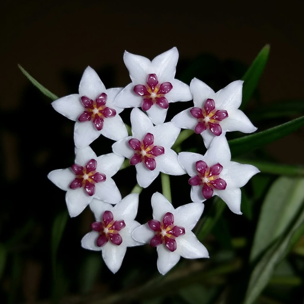 Flor de cera (Hoya carnosa): cuidados y floración