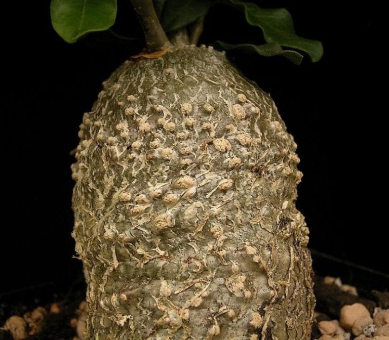Caudex leñoso y agrietado de Fockea edulis levantado sobre el sustrato