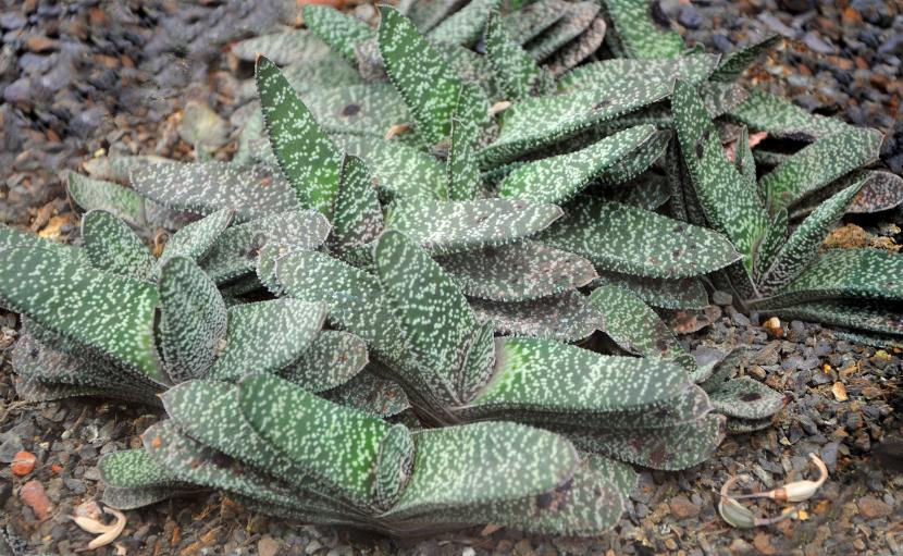 Gasteria: cuidados de la suculenta para patios en sombra