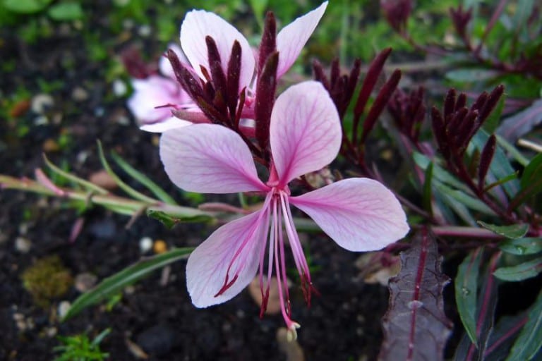 Mata de gaura con flores blancas sobre tallos finos