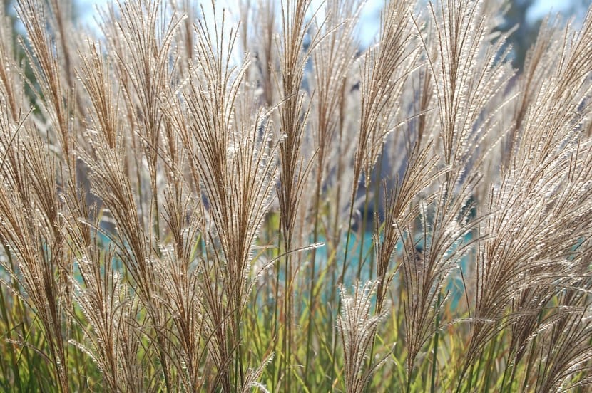 Gramíneas: la familia Poaceae explicada