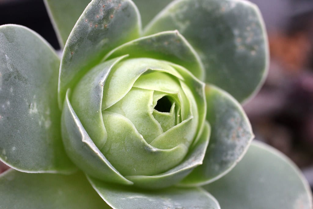 Greenovia: la suculenta canaria que se cierra en verano
