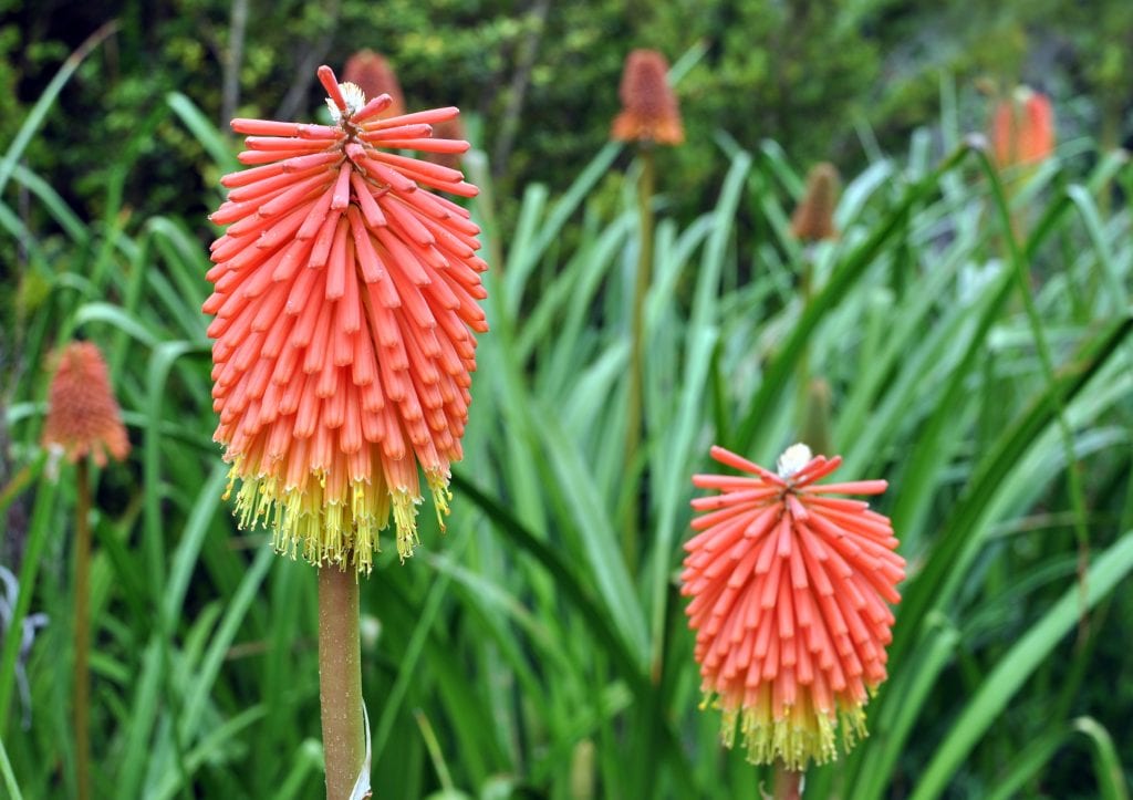 Planta cohetes (Kniphofia): guía de cuidados y cultivo