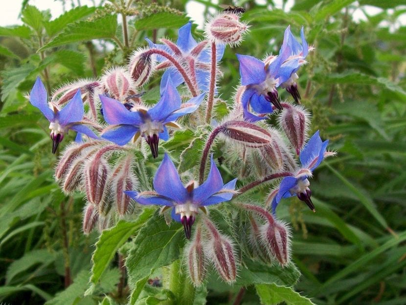 Flores azules de borraja en forma de estrella