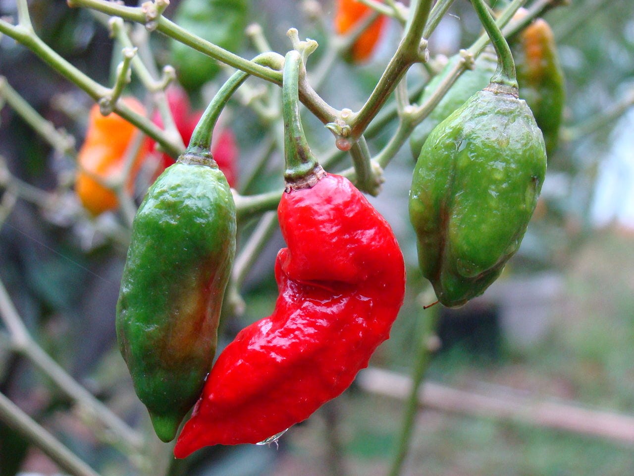 Guindilla fantasma: Scoville, cultivo y precauciones