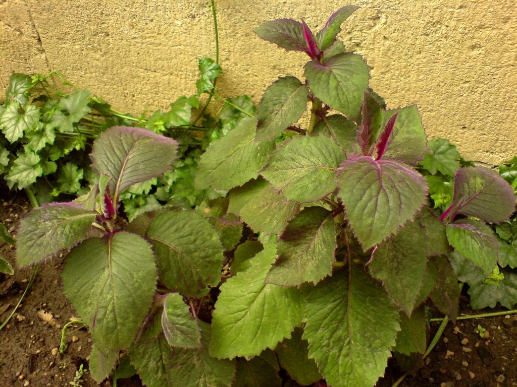 Hojas de Gynura aurantiaca cubiertas de vello violeta