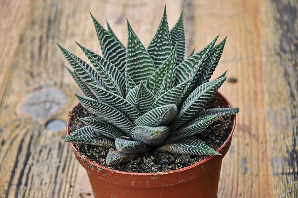 Haworthia limifolia: cuidados de la crasa de las crestas