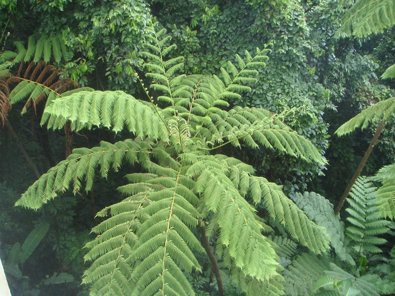 Helecho gigante: Cyathea arborea y el limite de tamano