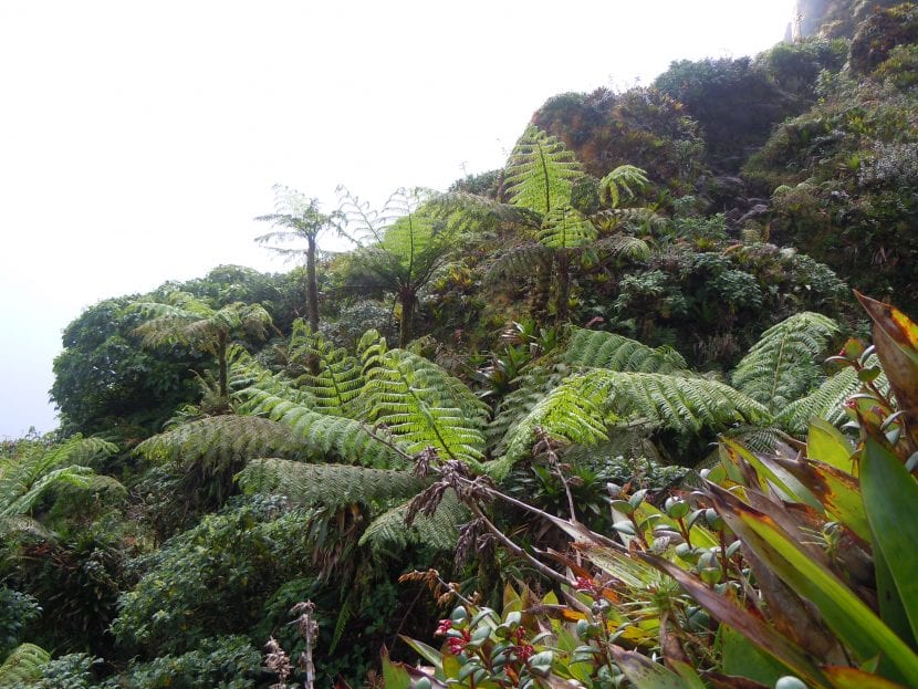 Corona de frondes de un helecho arboreo gigante