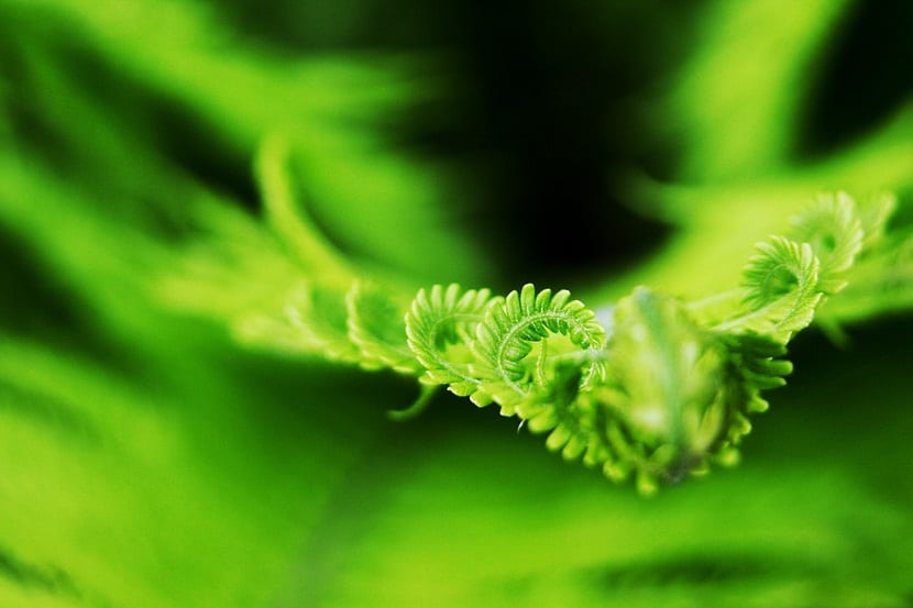 Helecho macho (Dryopteris filix-mas): por qué se llama así