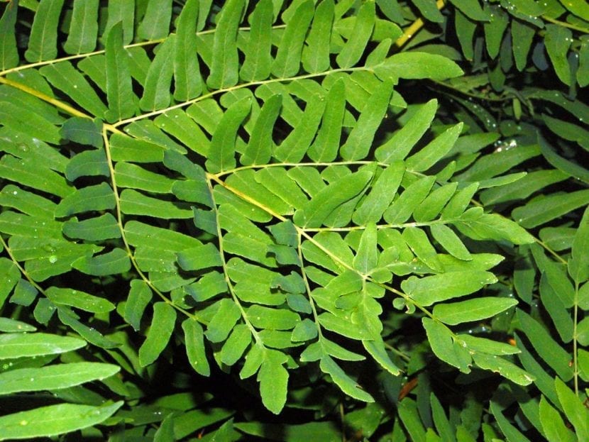 Detalle de las frondes bipinnadas del helecho real