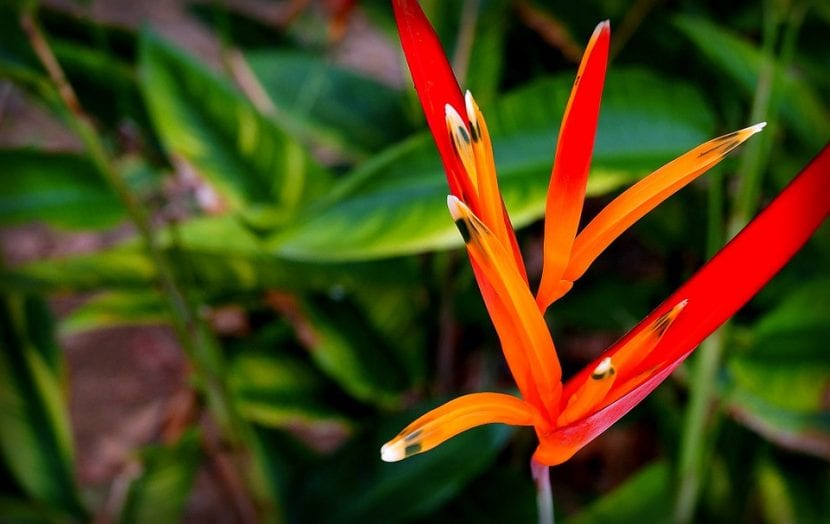 Heliconia psittacorum, la especie de menor porte del genero