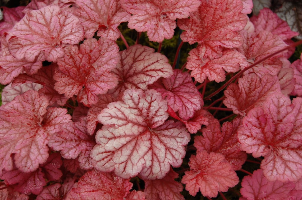 Heuchera con follaje ornamental en un arriate