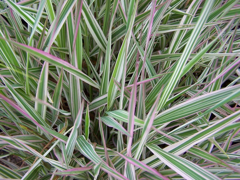 Hierba cinta (Phalaris arundinacea): el aviso del rizoma